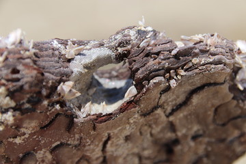 wood texture