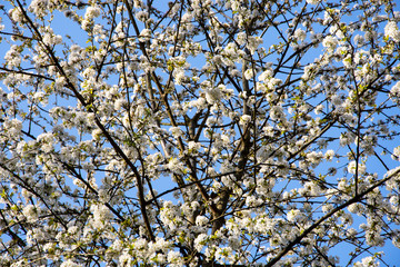 Zweige im Frühling