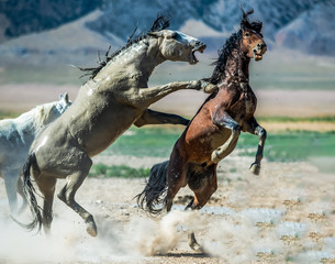 Desert Wild Horses
