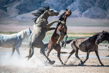 Obraz na płótnie Canvas Desert Wild Horses