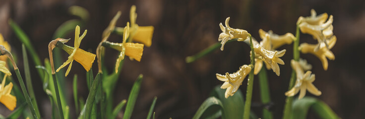 Panoramic view to spring flowers in the forest. Yellow blooming daffodils and hyacinths in the forest background. Spring day, dolly shot, close up, shallow depths of the field