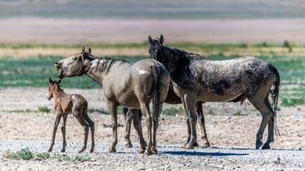 Desert Wild Horses