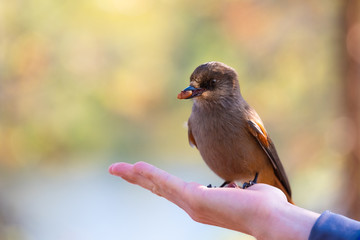 Siberian jay is sitting on hand and eat nuts. Tame bird.