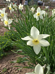 Poet's Daffodil (Narcissus poeticus) flower. Spring flower daffodil (narcissus) Beautiful fresh flowers