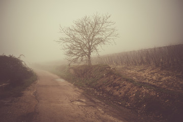 campagne hivernale sous le brouillard