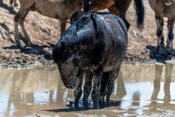 Desert Wild Horses