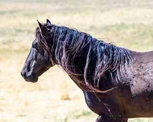 Desert Wild Horses