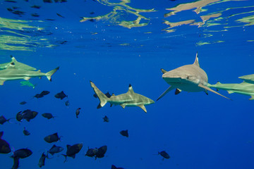 Obraz premium Blacktip Reef Shark and Tropical Fish Under Blue Pacific Ocean in Bora Bora French Polynesia