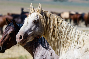 Desert Wild Horses