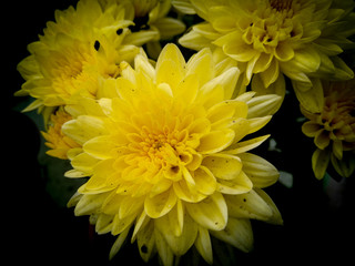 yellow chrysanthemum flowers blooming on black background vignettes frame, nature photography, natural scenery