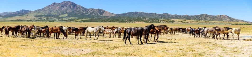 Desert Wild Horses
