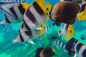Tropical Fish in Blue Clear South Pacific Ocean in Bora Bora French Polynesia