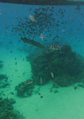 Barracuda and Tropical Fish Under Pacific Ocean in Bora Bora French Polynesia