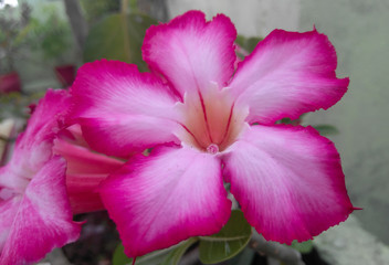 pink flower blooming in the garden, nature photography