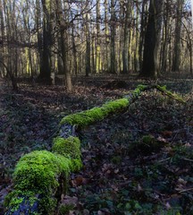 Pień porośnięty mchem © mateusz