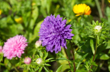 Fototapeta premium Purple Aster blooms in the summer garden