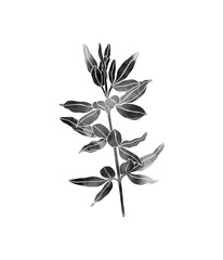 Beautiful plant. Hand painted decorative image isolated on a white background. Watercolour monochrome painting.