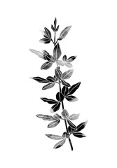 Beautiful plant. Hand painted image isolated on a white background. Watercolour painting. Black and white colours.