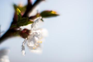 Branches of blossoming apricot macro with soft focus on gentle light sky background in sunlight with copy space. Beautiful floral image of spring nature. Effect of highlight. Shallow depth of field