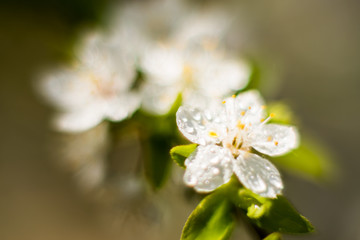 Branches of blossoming apricot macro with soft focus on gentle light sky background in sunlight with copy space. Beautiful floral image of spring nature. Effect of highlight. Shallow depth of field