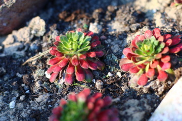 naradka rojnikowata Androsace sempervivoides