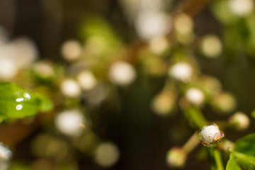 Branches of blossoming apricot macro with soft focus on gentle light sky background in sunlight with copy space. Beautiful floral image of spring nature. Effect of highlight. Shallow depth of field