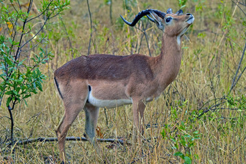 Male Impala