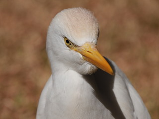 Piękne ptaki Afryki zachodniej  © Magdalena