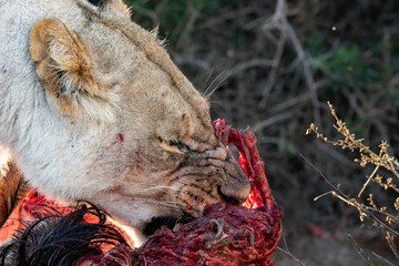 Lion feeding on a wildebeest carcass