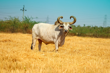 Ox on a farm, looking straight ahead.ox bull in Indian cattle farm, indian ox selective focus - obrazy, fototapety, plakaty