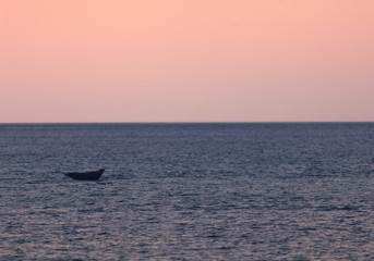 Fototapeta premium A Seal alone at sunset