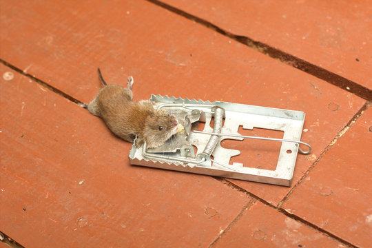 Dead mouse in a mousetrap kill