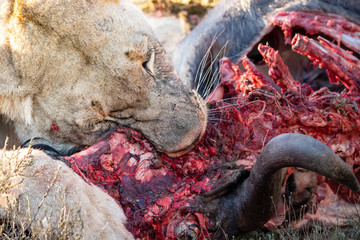 lion feeding on a wildebeest carcass