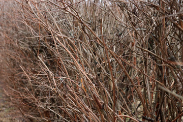 Brown bush branches without leaves