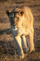 portrait of a lioness