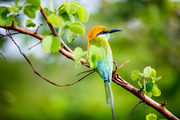 Lilac breasted roller