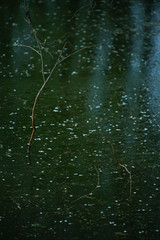 Swamp with green water and some foliage