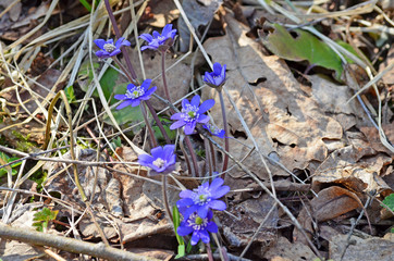 Anemone hepatica (common hepatica, liverwort, kidneywort, pennywort), Hepatica revealed in early spring in the garden.