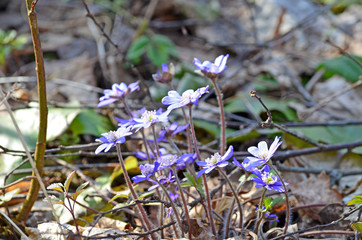 Anemone hepatica (common hepatica, liverwort, kidneywort, pennywort), Hepatica revealed in early...