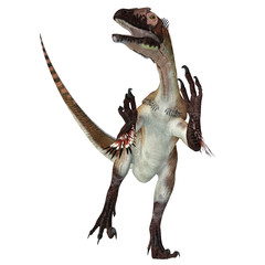 Utahraptor Dinosaur over White - Utahraptor was a carnivorous theropod dinosaur that lived in Utah, United States during the Cretaceous Period.