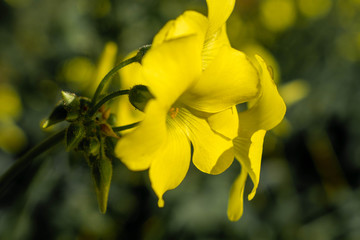 Yellow Flower in Spring