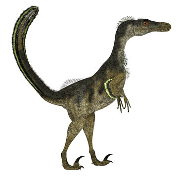 Velociraptor Dinosaur Side Profile - Velociraptor was a carnivorous theropod dinosaur that lived in Mongolia, China during the Cretaceous Period.