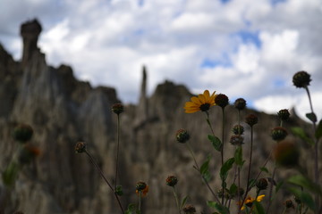 Yelow flower