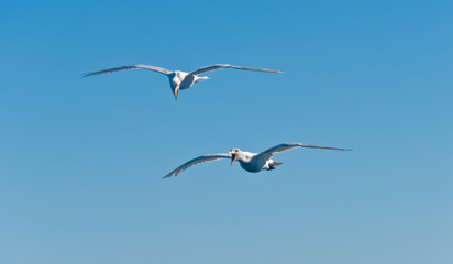 seagulls in flight