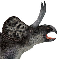 Zuniceratops Dinosaur Head - Zuniceratops was a herbivorous Ceratopsian dinosaur that lived in New Mexico, United States during the Cretaceous Period.