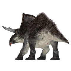 Obraz premium Zuniceratops Dinosaur Tail - Zuniceratops was a herbivorous Ceratopsian dinosaur that lived in New Mexico, United States during the Cretaceous Period.