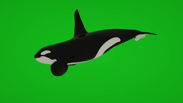 Killer Whale swimming animation isolated on green screen, 3d animation