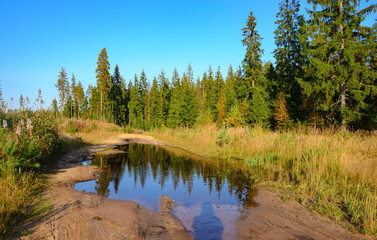 Forest Road landscape. A puddle on a dirt road and pine forest on a sunny summer day