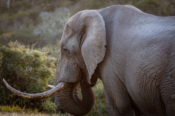 Large african elephant bull in the wild