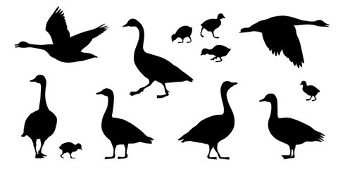gosling and goose silhouettes